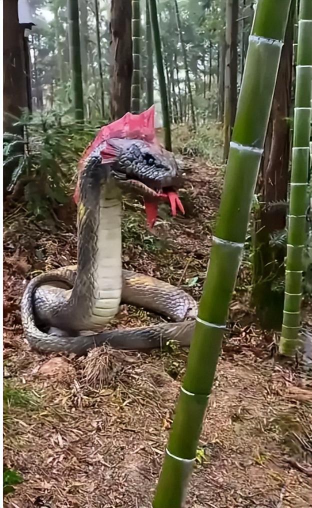 27岁女游客被蛇咬身亡！身材超好是家中独生女肤白貌美太可惜(图11)